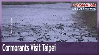 Bird experts celebrate 1,500 cormorants overwintering in greater Taipei