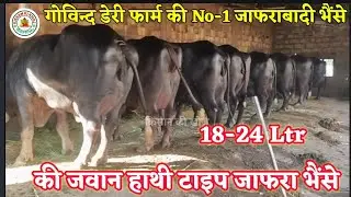 Top Jafarabadi Buffalo farm in Gujarat || Jafarabadi Market in Gujarat | best Jafrabadi buffalofarm