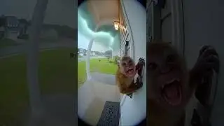 This Monkey Just Wanted Shelter&hellip; Then the Door Flew Open 😭🌪️