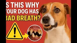 Bad Dog Breath? The SHOCKING Truth You Need to Know! 🐾🦷
