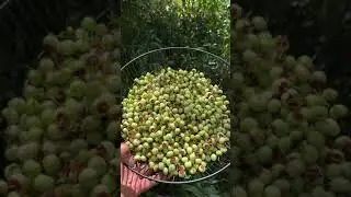 Kutuk