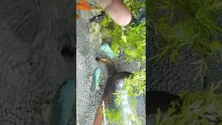 🤩 Dwarf Gourami Spitting Out Water In The Air, In The Wild They Spit Like Archer Fish #dwarfgourami