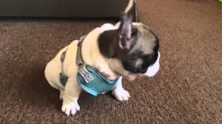 Adorable Frenchie - Tiny 9 week old French bulldog puppy wearing harness for the first time hates it