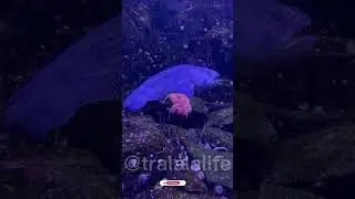Funny fishes #Wolffish #Wolfeel #Морскойволк #зубатка #AtlanticWolffish