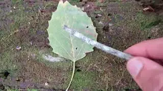 LEAF: Introduction to Simple Leaves