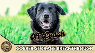 Copper Storage Breakthrough