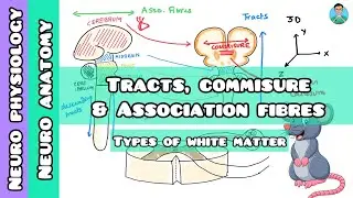 Tracts , Commisures & Association fibres : Types of white matter | Neurology 003 |