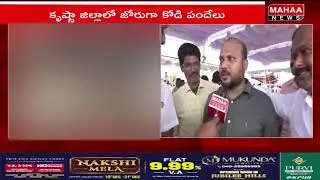 కంకిపాడు కోడి పందాల్లో మహిళలు ఊచకోత | Mahaa News