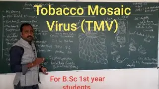 Tobacco Mosaic Virus (TMV)