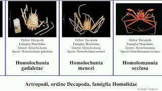 Artropodi, ordine Decapoda, famiglia Homolidae vigil arthropoda orientalis inflata Homola Lamoha