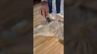 Undercoat Dematting Brush for Dogs