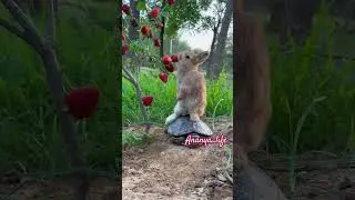 My bunny eating strawberries #bunny #rabbit #nature #turtle #strawberry #eatingfruit #satisfying 🍓🥰🐇