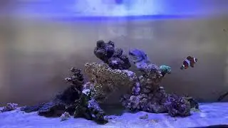 PRISTINE DE SEACHEM PARA EL ACUARIO Y PASO ESTO!