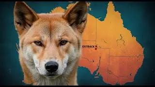 Are Dingoes Native Australian Animals?