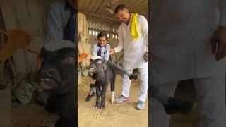 🕺🏻Kallo | Ajay Hooda (Official Video) Pranjal Dahiya & Sapna Chaudhary Viral Reels | New Year 2025