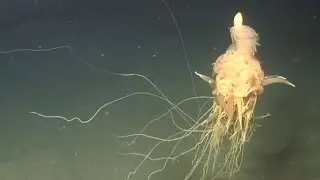 FLYING SPAGHETTI MONSTER SEA CREATURE