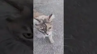 Fluffy Cat Tries to Catch Me! 🐾 | Funny Cat Moments