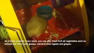 Gerbil Diet