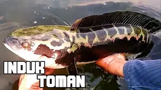 UMPAN PENAKLUK MAMA TOMAN