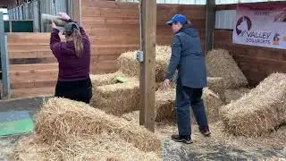 Vizsla Cherry Open Barn Rat Hunt Qualifying trial