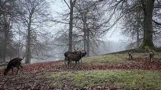 Marselisborg Dyrehave: Hjorte: Dådyr: Fallow Deer: Dyrehaven