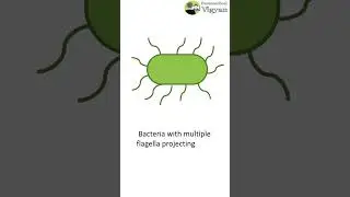 Classification of bacteria on the basis of flagella #shorts #short #bacteria #microbiology #medical