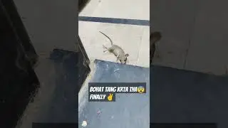 Rockstar #ilkaysencan #rat #tomandjerry #shortsfeed #shorts #ytshorts #youtuber #youtube #feed #yt