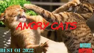 Angry Cat Fight Video - Memes Compilation  Best Of 2022