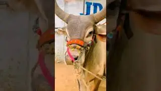 plz subcriber apko apki ami ki kasam #cow #mandiupdates #qurbani2022nukre #jdc