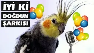 İyi ki Doğdun Şarkısını S&ouml;yleyen Kuş!