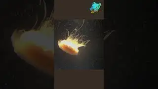 Discovering the Lion's Mane Jellyfish: The World's Largest Jellyfish Species. #shorts #oceanwildlife