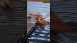 Brave Dog Jumps Into River to Save Little Dog &mdash; True Friendship 🐕❤️🐶