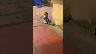 Baby monkey sitting relaxing.