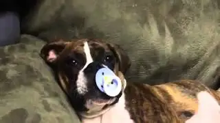 Hund mit Schnuller
