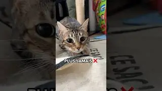 ❌If you have a cat you can say GOODBYE to all that 🙀 #shorts #cat