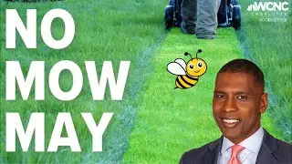 No Mow May: Helping save the bees through a lawn care movement
