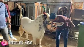 Vlog #446 | BHOPAL KE BADE BAKRE AAGAYE PUNE | YE HAI BAKRA SIZE KE SAAT GARMI BI | MOHSIN KHAN