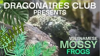 MOSSY FROG CARE VIDEO
