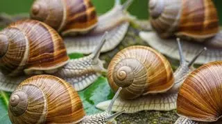 The Secret Life of Snails: Getting to Know These Tiny, Unique Animals 