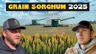 Нам не терпится собрать урожай! Milo | Зерновое сорго 2025