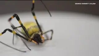 Common bacteria in insects discovered in Joro spider, Georgia Gwinnett College finds
