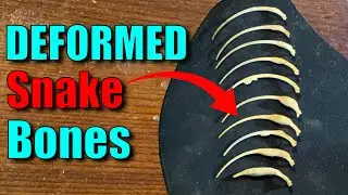 The Skeleton Mystery: Unraveling a Fer-de-Lance Snake in the Jungle