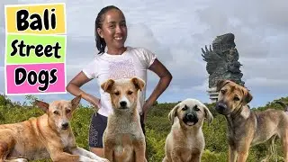 Morning Joy in Bali: Walking My Dog and Bringing Food to Stray Dogs 🌞🐶