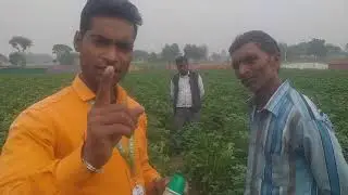 Alu me galway krisham product ka bahtrin result 8433102660 up