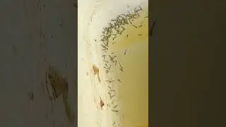 Mosquito larvae, the best fighter food that does not require any cost #asia #fish #fighterfish