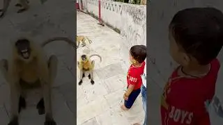 Patli Kamarya More &ndash; Part 1 | Series 357 😲🐒🎯#divyanshaurlangurkiyaari #funny #monkey #hanuman