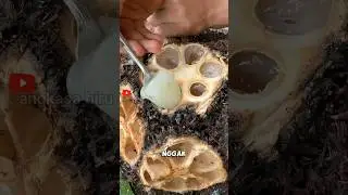 Geng Palma! Tagua Buah Unik Menyegarkan. #buahunik #tagua  #shortsviral