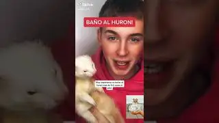 Los Mejores Videos De Hurones