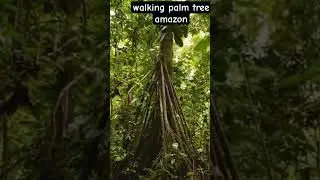 walking palm tree amazon forest #walkingtree #amazone #nature #travel
