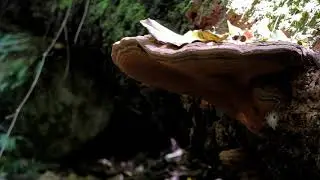 Shelf fungi releasing spores.